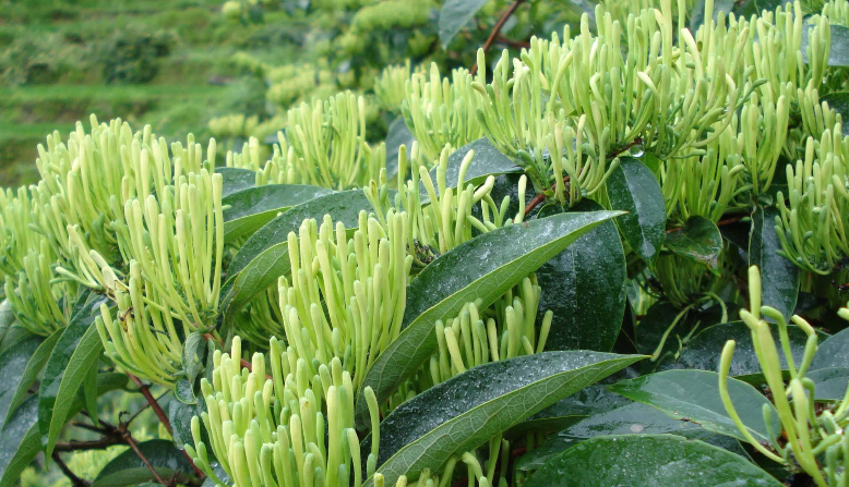 金銀花烘干時(shí)間和溫度?專家「烘干技術(shù)」大揭曉 金銀花烘干時(shí)間和溫度?專家「烘干技術(shù)」大揭曉